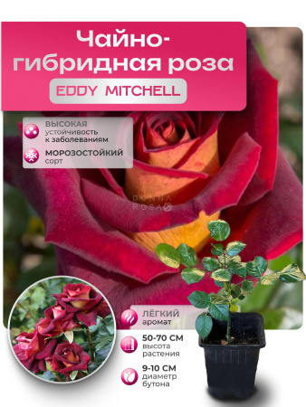 EDDY MITCHELL (ЭДДИ МИТЧЕЛ) №109