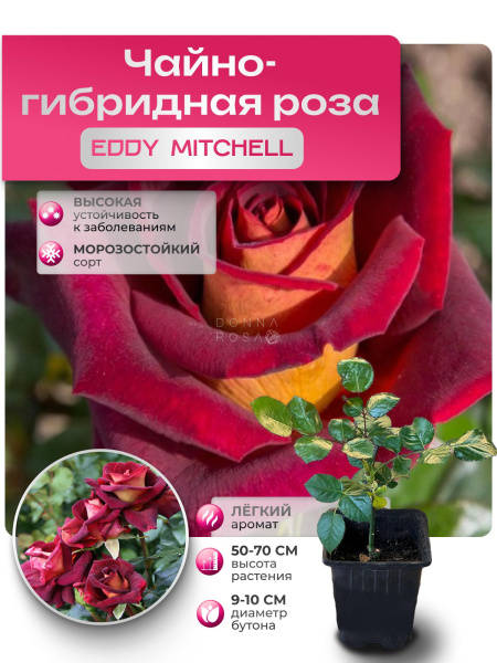 EDDY MITCHELL (ЭДДИ МИТЧЕЛ) №109
