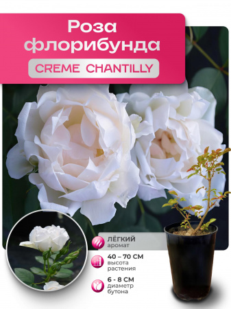 CREME CHANTILLY (КРИМ  ШАНТИЛЛИ) №33