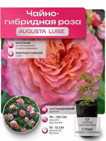 AUGUSTA LUISE (АВГУСТА ЛУИЗА) №48