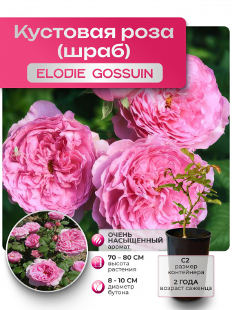 ELODIE GOSSUIN (ИЛОДИ ГОСЬЮА) №17