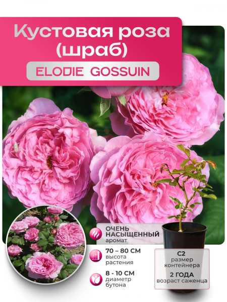 ELODIE GOSSUIN (ИЛОДИ ГОСЬЮА) №17