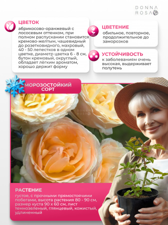 SHERAZADE (ШЕРАЗАДЭ) №58