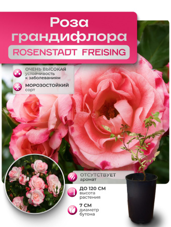 Rosenstadt Freising (РОСЕНСТАДТ ФРЭЗИНГ) №100