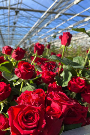 Красные розы Ред Наоми (Red Naomi)