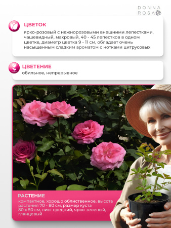 BEVERLY (БЭВЕРЛИ) №54