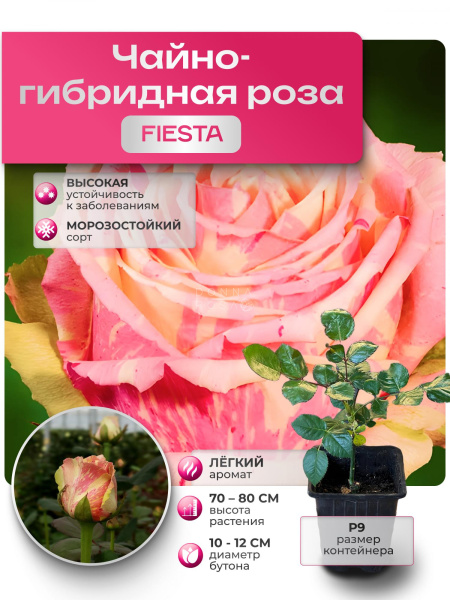 Саженец FIESTA (Фиеста) №42