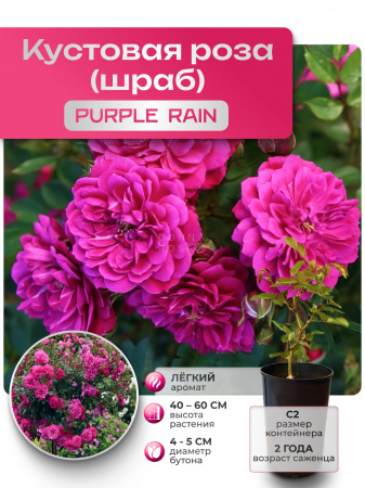 PURPLE RAIN (ПЕРПЛ РЭИН) №11