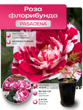 Pasadena (ПАСАДЕНА) №102