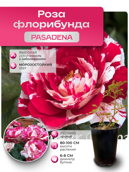Pasadena (ПАСАДЕНА) №102