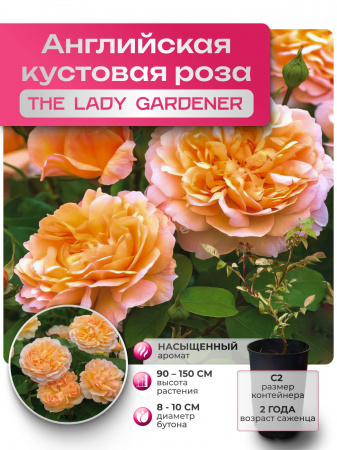THE LADY GARDENER (ЗЕ ЛЕДИ ГАРДЕНЕР) №68