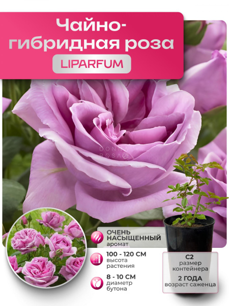 LIPARFUM (ЛИПАРФУМ) №99