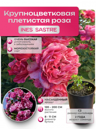 INES SASTRE (ИНЕС САСТРЕ) №20