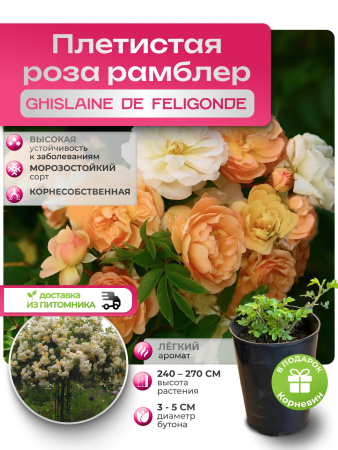 GHISLAINE DE FELIGONDE (ГИСЛЕН ДЕ ФЕЛИГОНД) №60