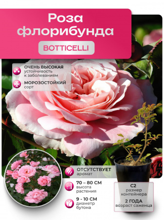 BOTTICELLI ( MEISYLPHO ) (БОТТИЧЕЛЛИ) №55