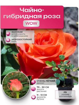 Саженец WOW (ВАУ) №41