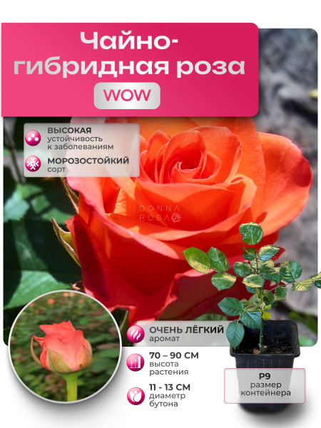 Саженец WOW (ВАУ) №41
