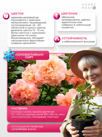 AUGUSTA LUISE (АВГУСТА ЛУИЗА) №48