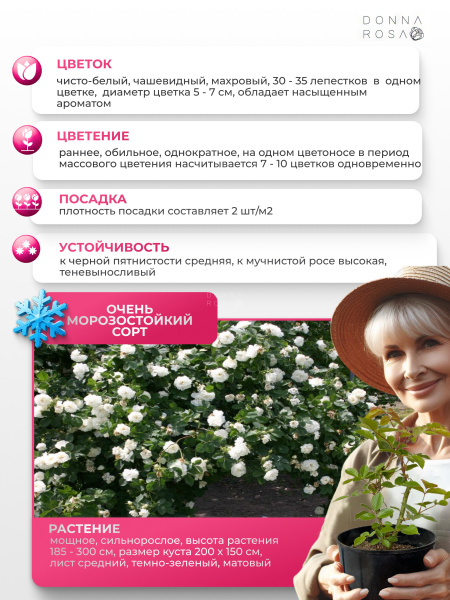 SUAVEOLENS (СУОВИОЛЕНС) №59