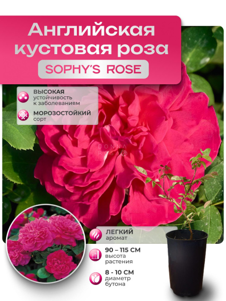 SOPHY'S ROSE (СОФИ РОУЗ) №116