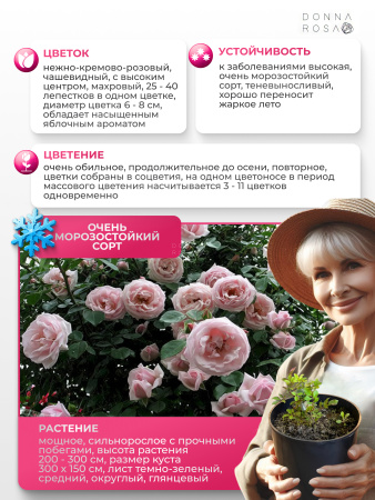 NEW DOWN (НЬЮ ДАУН) №61