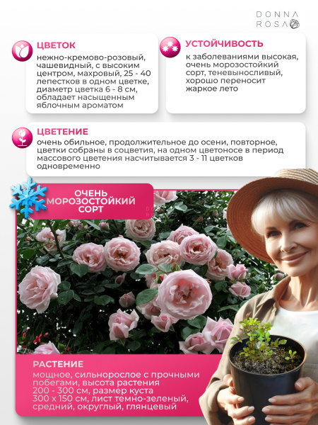 NEW DOWN (НЬЮ ДАУН) №61