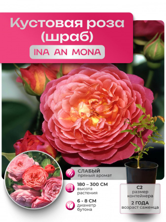 INA AN MONA (ИНА АН МОНА) №06