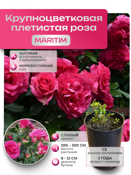 MARITIM (МАРИТИМ) №65