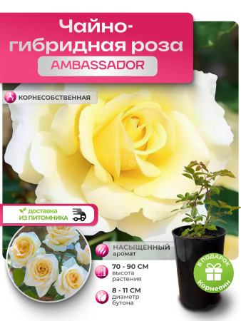 AMBASSADOR (АМБАСАДОР) №46