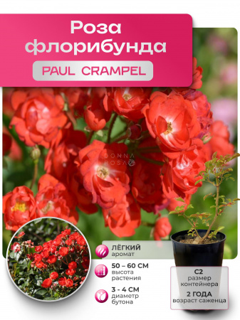 PAUL CRAMPEL (ПОЛ КРАМПЕЛ) №34