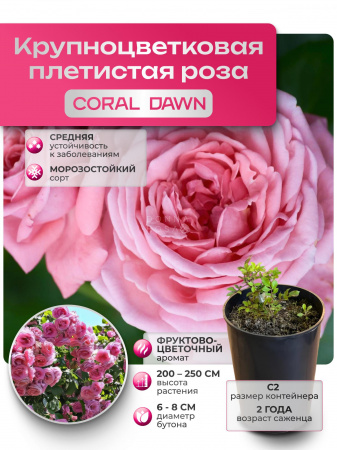 CORAL DAWN (КОРАЛ ДАУН) №19