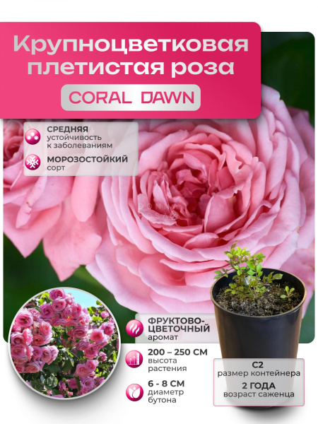 CORAL DAWN (КОРАЛ ДАУН) №19