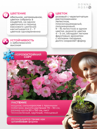 SWEET (СВИТ) №27