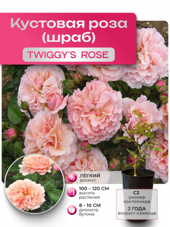 TWIGGY ROSE (ТВИГГИ РОУЗ) №13