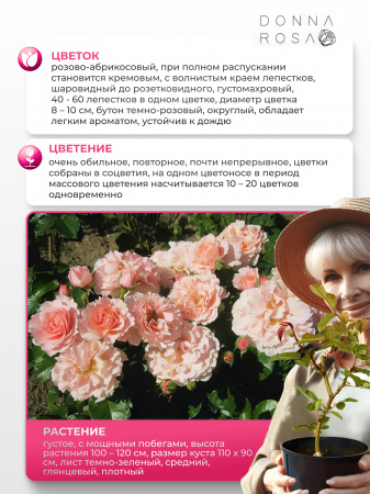 TWIGGY ROSE (ТВИГГИ РОУЗ) №13