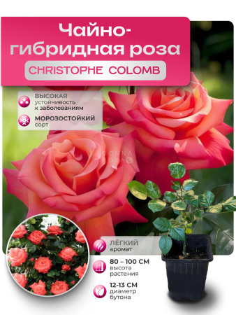 Christophe colomb (ХРИТОФОР КОЛУМБ) №110