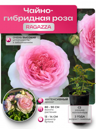 RAGAZZA (РАГАЦЦА) №43