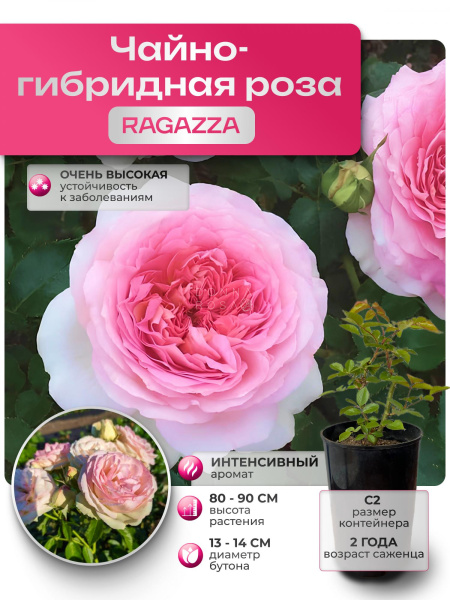 RAGAZZA (РАГАЦЦА) №43