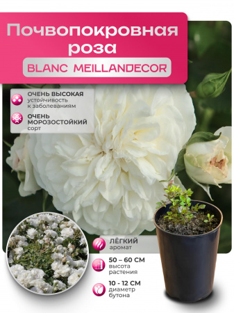 BLANC MEILLANDECOR (БЛЭНК МЕЙЛАНДЕКОР) №71