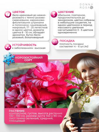 Renaissance (РЕНИСАНС) №101