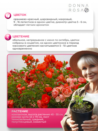 ORANGE MORSDAG (ОРЭНДЖ МОРСДАГ) №70