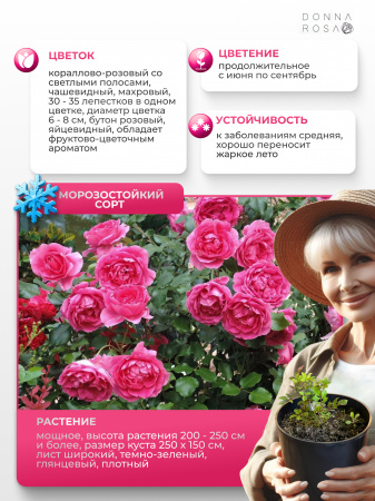 CORAL DAWN (КОРАЛ ДАУН) №19