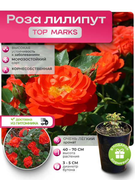 TOP MARKS (ТОП МАРКС) №31