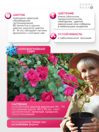 SOPHY'S ROSE (СОФИ РОУЗ) №116