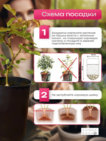 TWIGGY ROSE (ТВИГГИ РОУЗ) №13