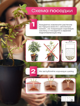 AMBASSADOR (АМБАСАДОР) №46