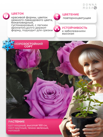 MARITIM (сиреневый) МАРИТИМ №118