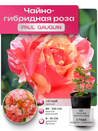 PAUL GAUGUIN (ПОЛ ГУГЕН) №56