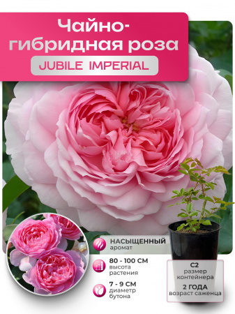 JUBILE IMPERIAL (ДЖУБИЛЕ ИМПЕРИАЛ) №51