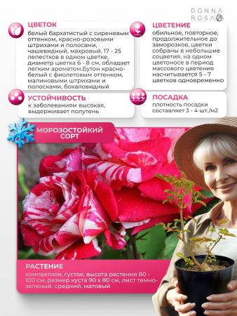 Pasadena (ПАСАДЕНА) №102